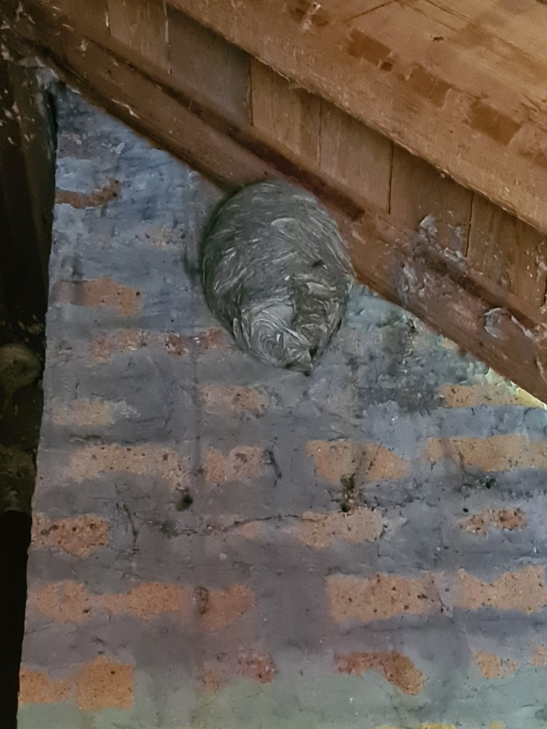 Detail vosího hnízda přichyceného na komíně